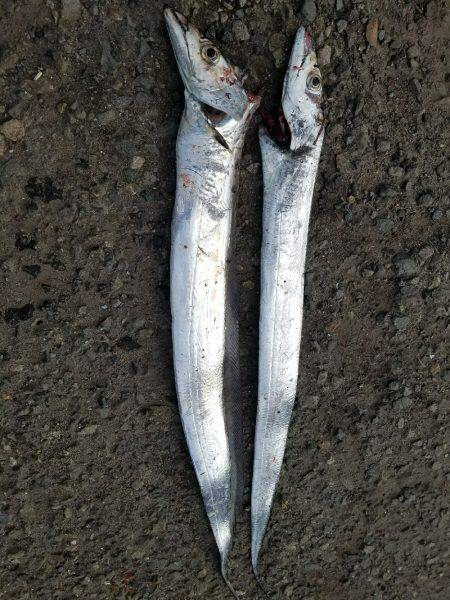 タチウオ釣り…マナー悪し…