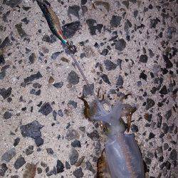 秋アオリが釣りたい～season3～