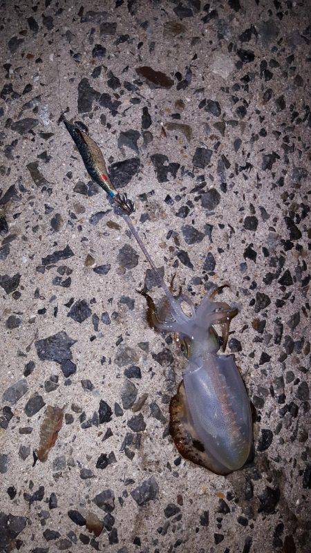 秋アオリが釣りたい～season3～