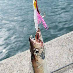 雨上がり太刀魚調査！