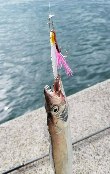 雨上がり太刀魚調査！