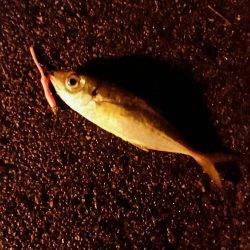 舞洲アジングNO4