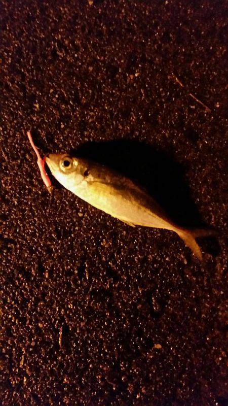 舞洲アジングNO4