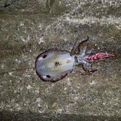 日々成長するアオリイカ