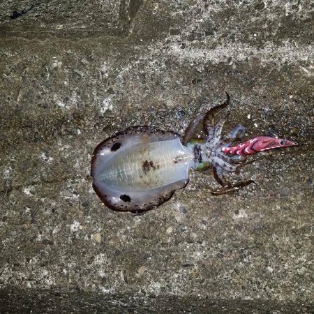 日々成長するアオリイカ