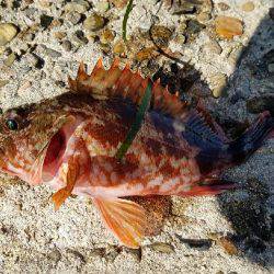 キスからカレイの調査