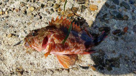 キスからカレイの調査