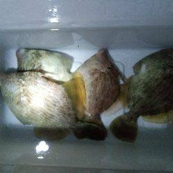 久しぶりのハゲ