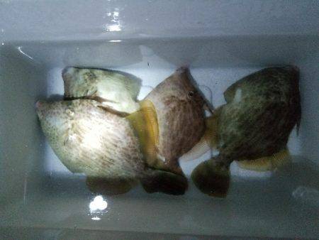 久しぶりのハゲ