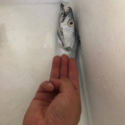 ・・・たったの一匹とは・・・