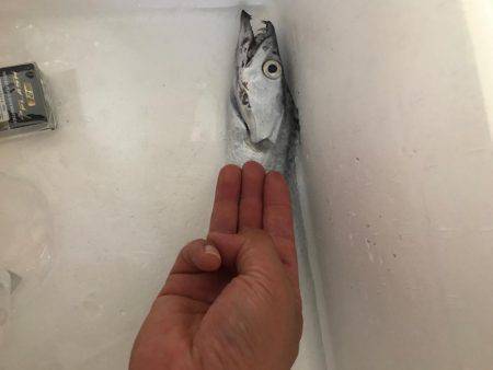 ・・・たったの一匹とは・・・