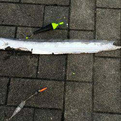 かろうじてボウズ逃れ　(オマケつき)