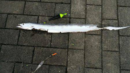 かろうじてボウズ逃れ　(オマケつき)