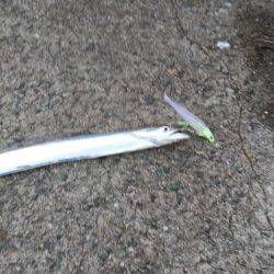 西野渡船さんを利用