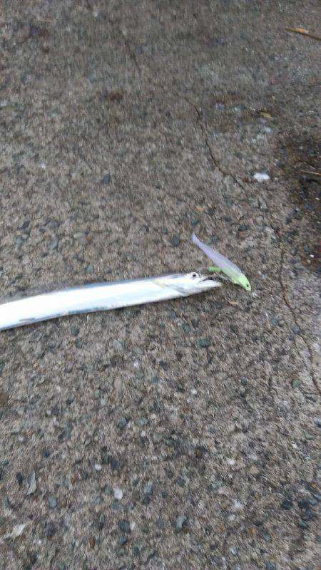 西野渡船さんを利用