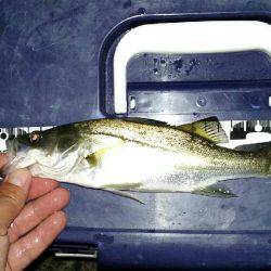 キミじゃないのよ