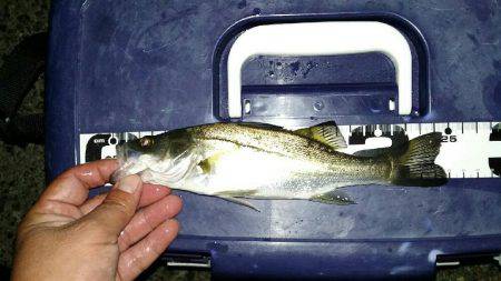 キミじゃないのよ