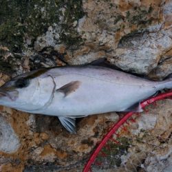 勝負になりません(^_^;)