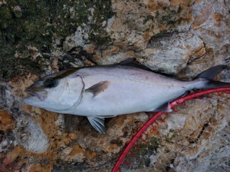 勝負になりません(^_^;)