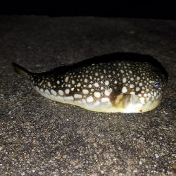 少しはマシになってきた♪(笑)