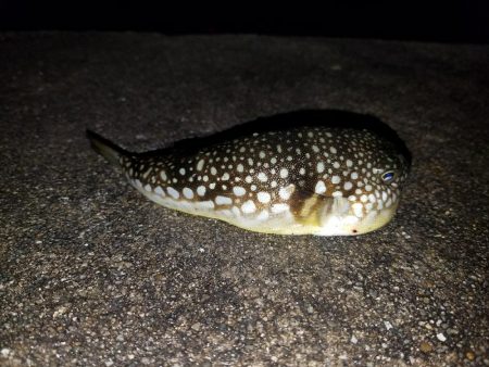 少しはマシになってきた♪(笑)