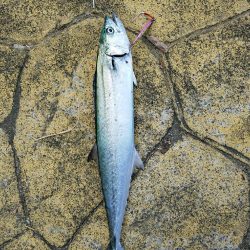 大きめのサゴシが回遊してます！