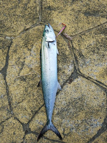 大きめのサゴシが回遊してます！