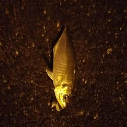 早朝フィッシング