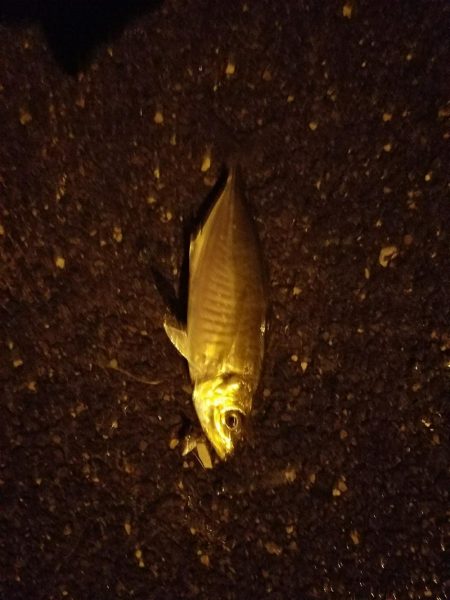 早朝フィッシング