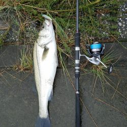 シーバスフィッシング