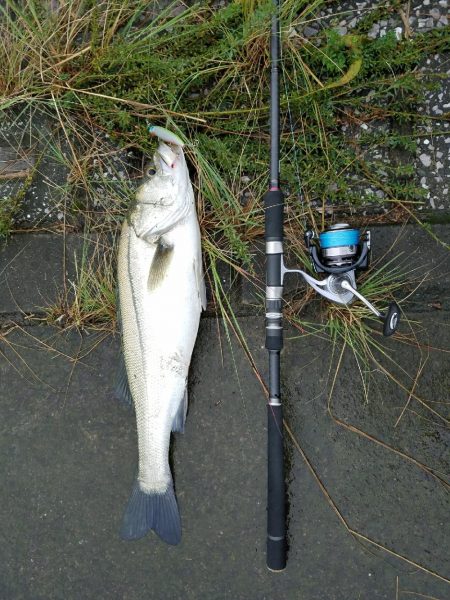 シーバスフィッシング