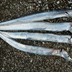 良い出来じゃないでしょうか?