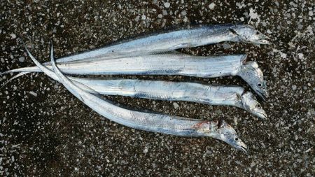 良い出来じゃないでしょうか?