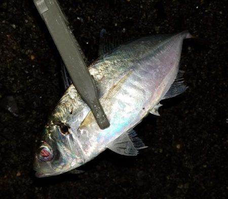 雨でも高活性！