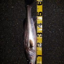 リアクションバイト