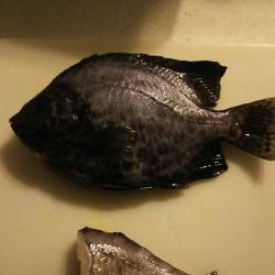 雨の合間を縫って釣行