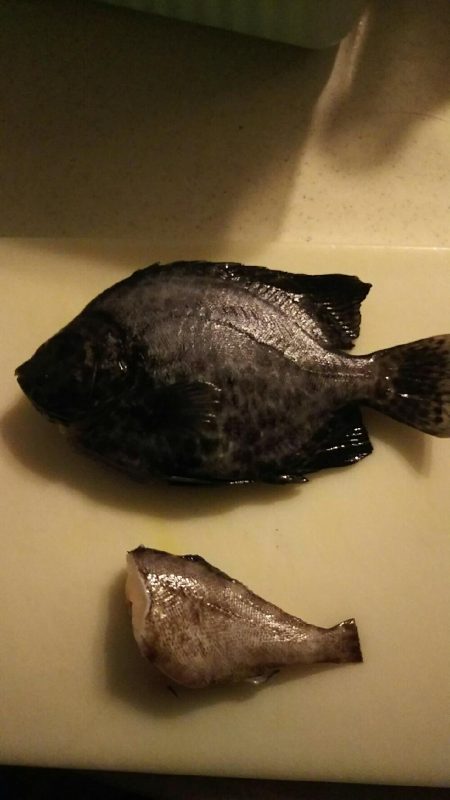 雨の合間を縫って釣行