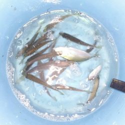 究極の豆アジング