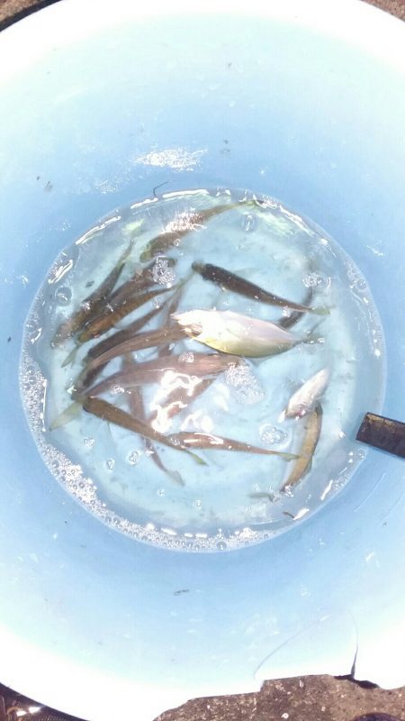 究極の豆アジング