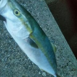 台風前のショアジギ