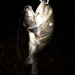 台風後シーバス