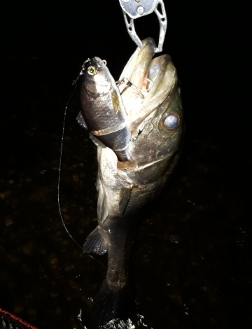 台風後シーバス