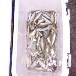 アジ祭りだワッショイワッショイ