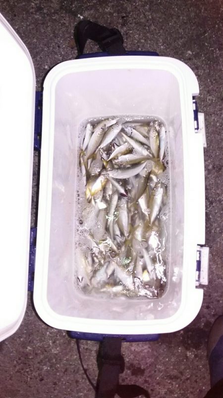 アジ祭りだワッショイワッショイ