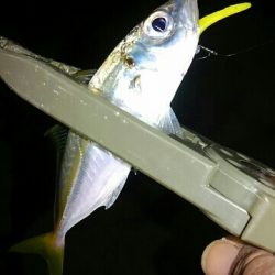 アジングとエギング