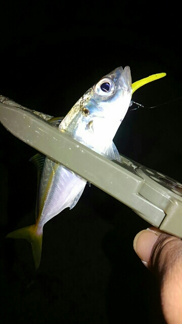 アジングとエギング