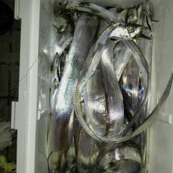 台風接近の中、名田屋で太刀魚