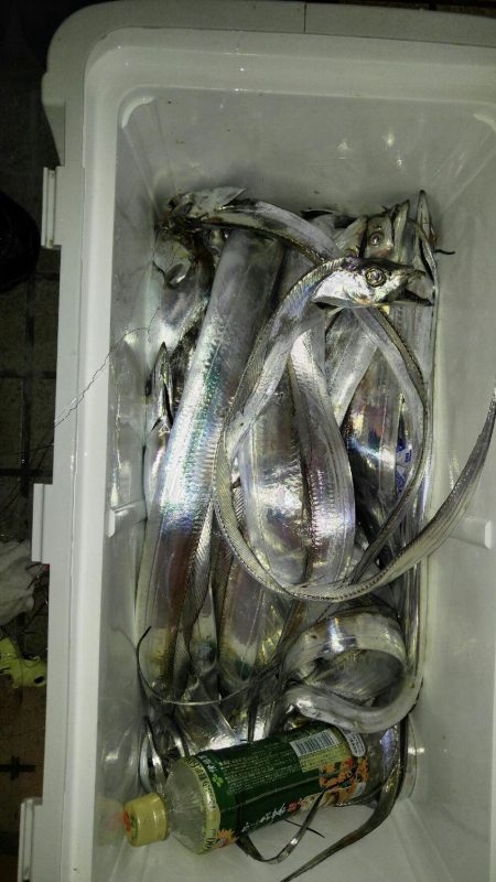 台風接近の中、名田屋で太刀魚