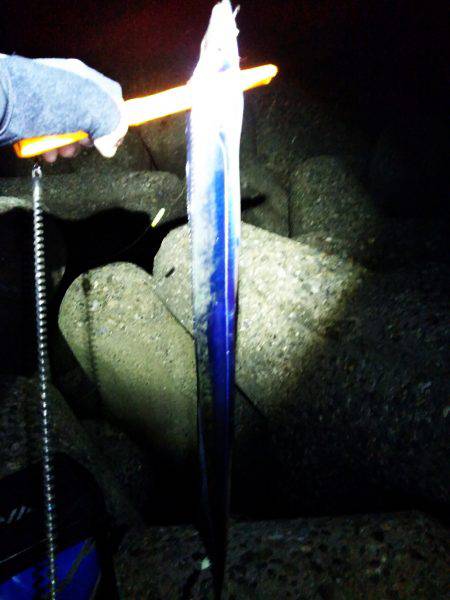 太刀魚たくさん釣れました(^-^)