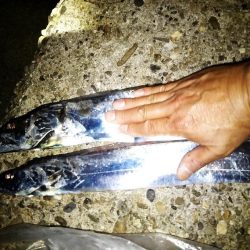 刀狩り！良型があがりました！